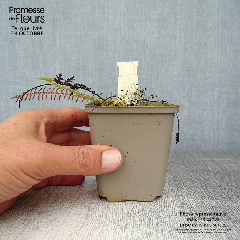 Ejemplar de Filipendula vulgaris - Reina de los prados Maceta de 8/9 cm entregado en otoño