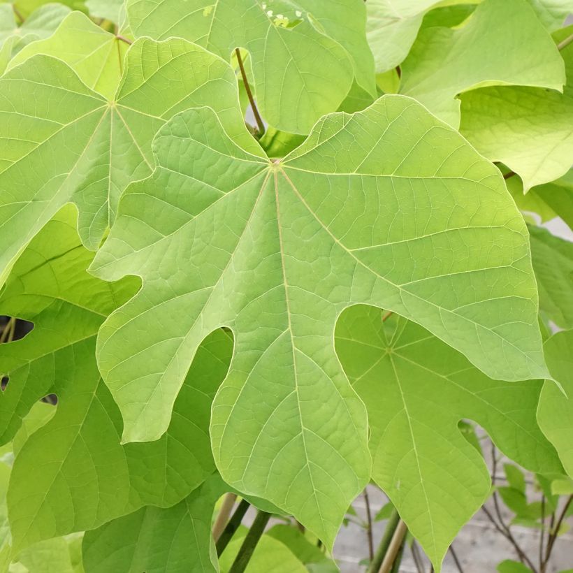Firmiana simplex - Parasol de la China (Follaje)