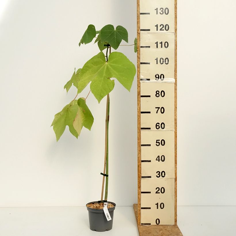 Ejemplar de Firmiana simplex - Parasol de la China Maceta 3L/4L entregado en otoño