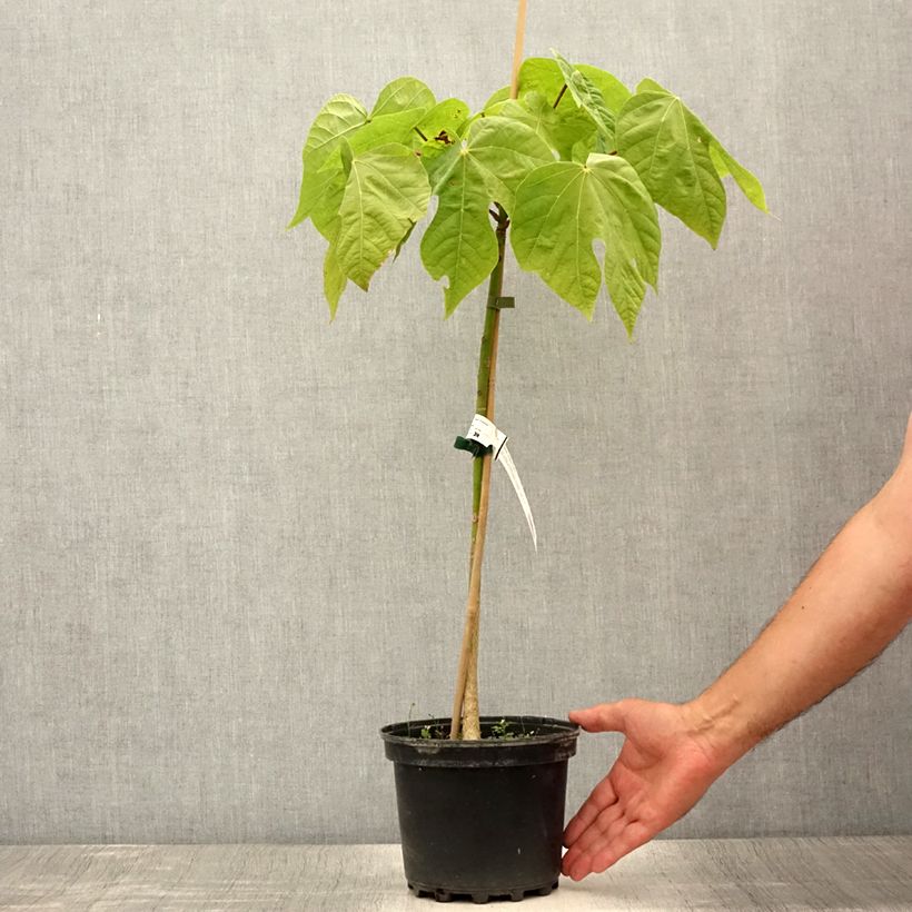 Ejemplar de Firmiana simplex - Parasol de la China Maceta 3L/4L entregado en verano