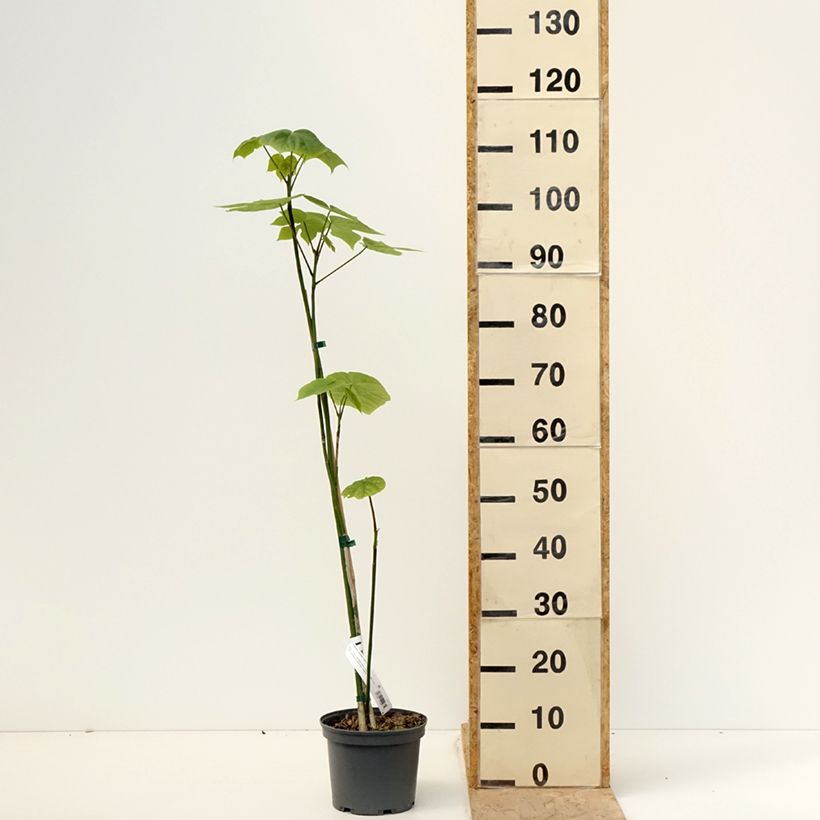 Firmiana simplex - Parasol de la China Maceta 3L/4L Ejemplar entregado en la primavera