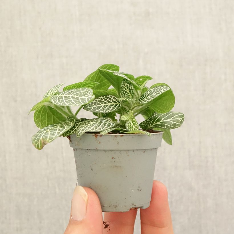 Ejemplar de Fittonia Mini White Mini-plante entregado en otoño