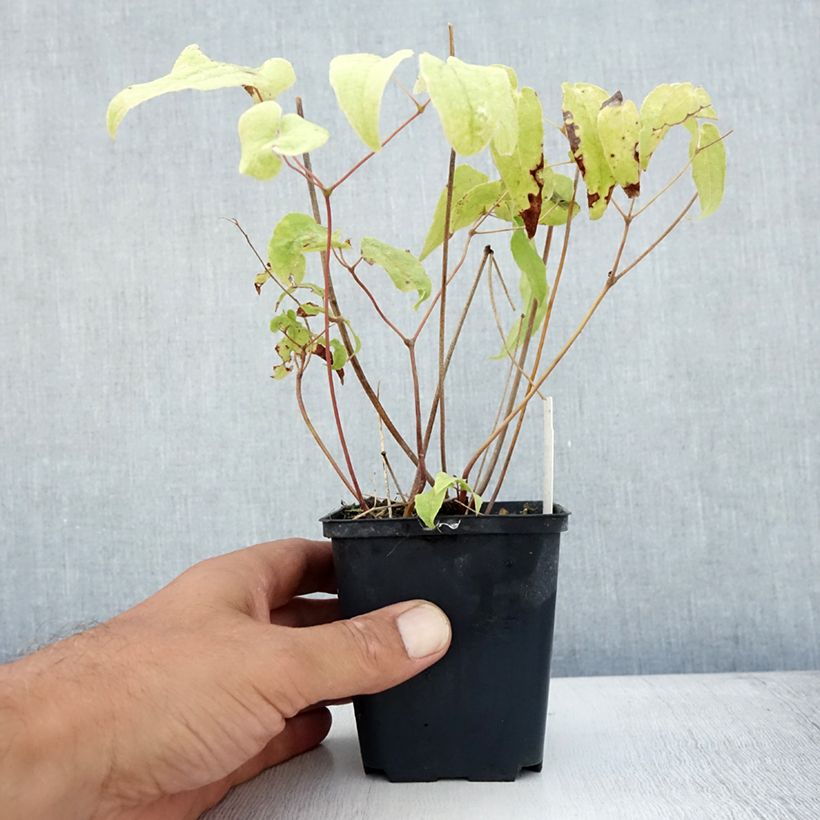 Ejemplar de Epimedium Domino Maceta de 8/9 cm entregado en verano