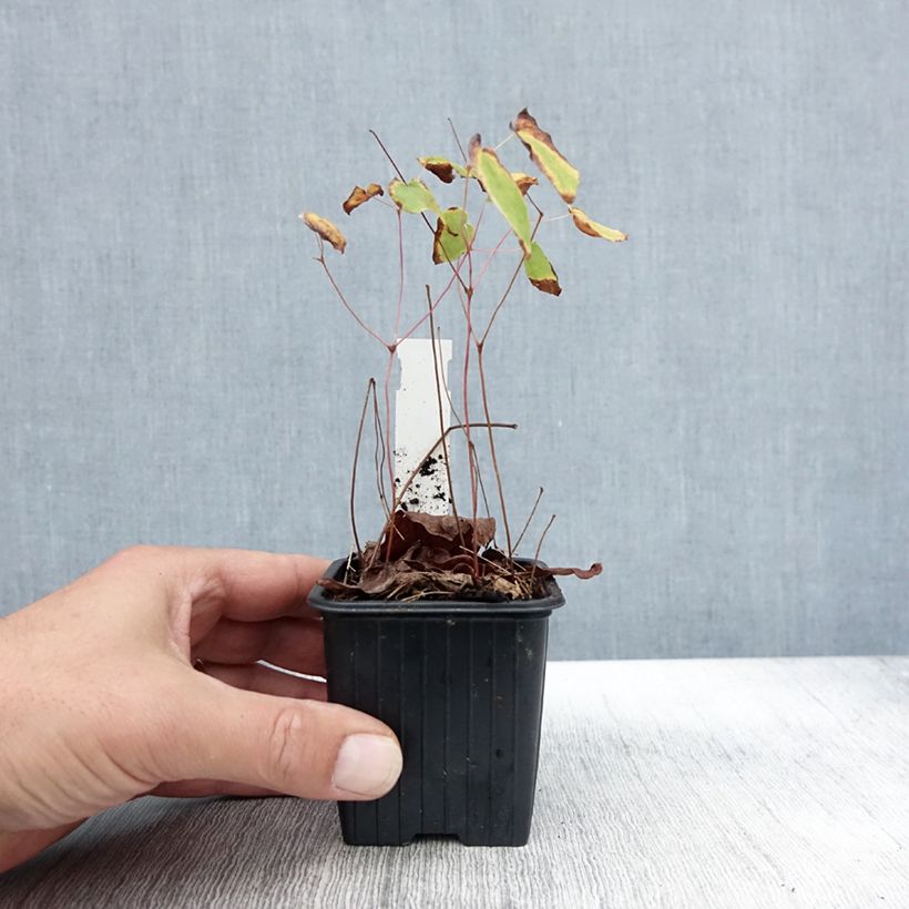Ejemplar de Epimedium grandiflorum Akebono Maceta de 8/9 cm entregado en otoño