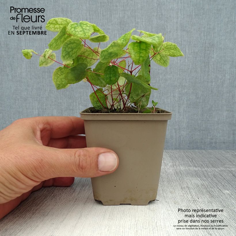 Ejemplar de Epimedium grandiflorum Akebono Maceta de 8/9 cm entregado en verano