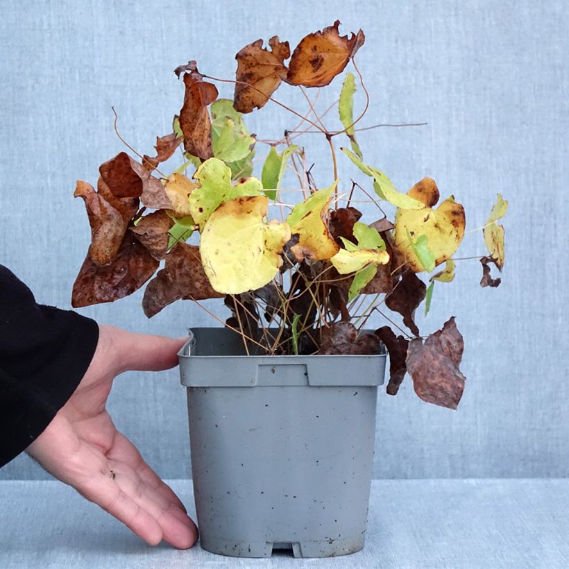 Ejemplar de Epimedium pubigerum Orangekönigin Maceta 2L/3L entregado en otoño