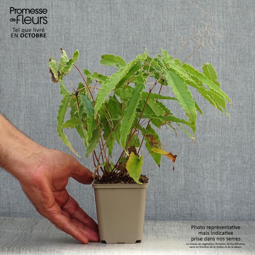 Ejemplar de Epimedium Sphinx Twinkler Maceta de 8/9 cm entregado en otoño