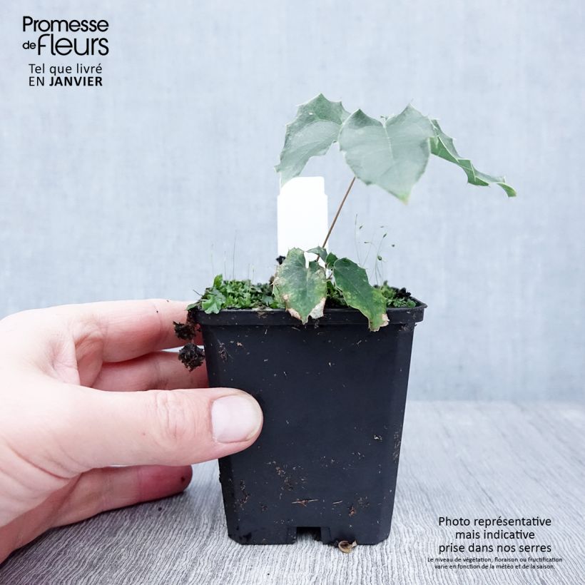 Epimedium wushanense Caramel Maceta de 8/9 cm Ejemplar entregado en invierno