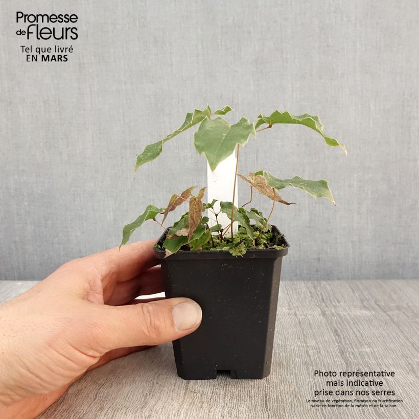 Epimedium wushanense Caramel Maceta de 8/9 cm Ejemplar entregado en la primavera