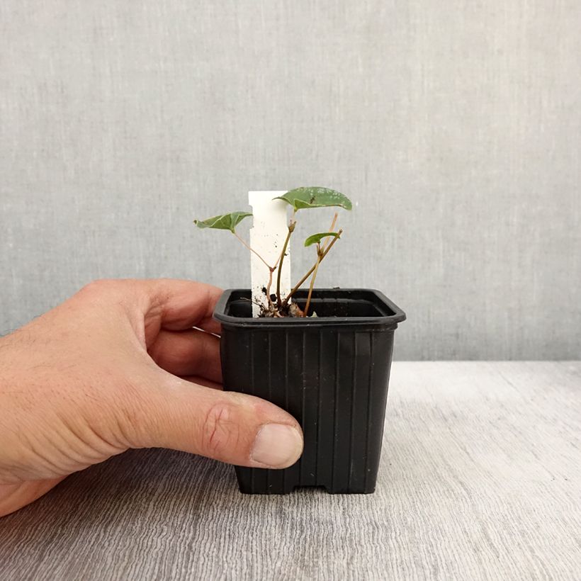 Ejemplar de Epimedium Cupreum Maceta de 8/9 cm entregado en otoño