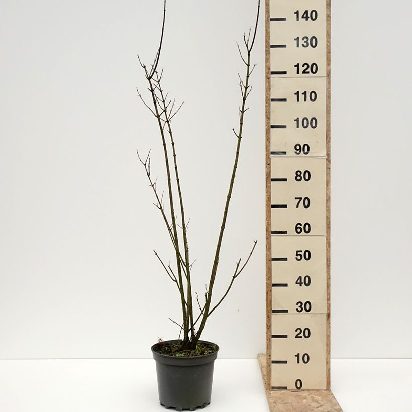 Abeliophyllum distichum - Forsitia blanca Maceta 4L/5L Ejemplar entregado en invierno