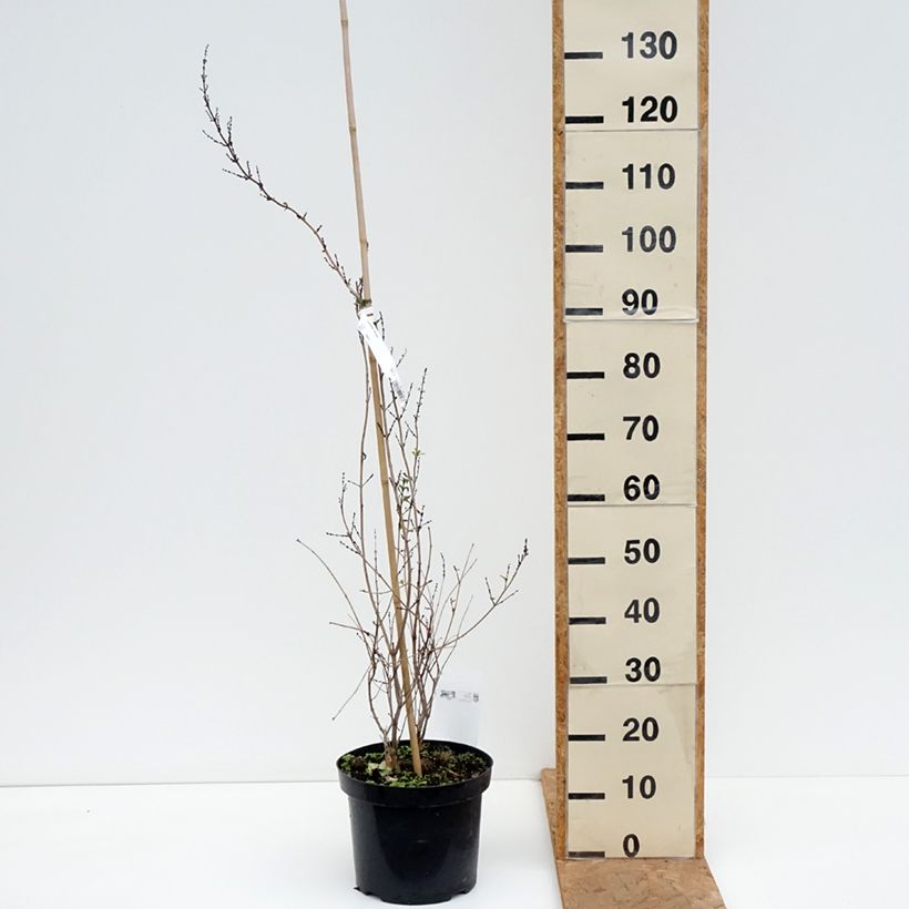 Ejemplar de Abeliophyllum distichum - Forsitia blanca Maceta 4L/5L entregado en otoño