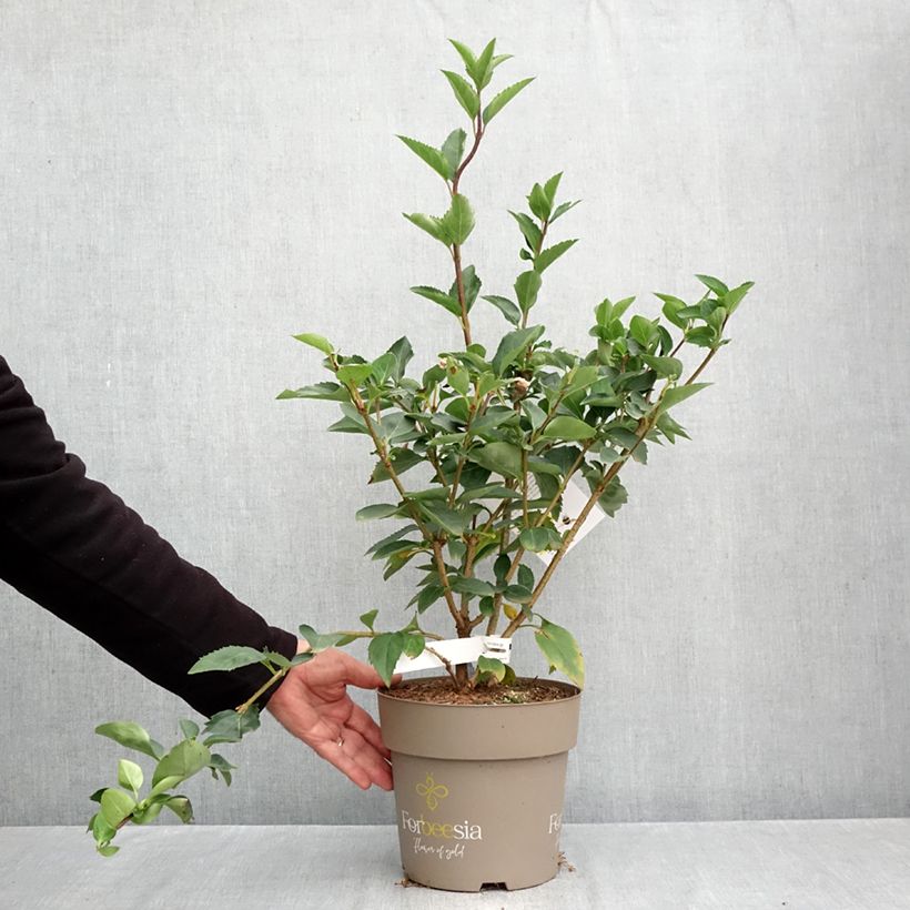 Ejemplar de Forsythia intermedia Forbeesia - Forsitia Maceta 4L/5L entregado en otoño