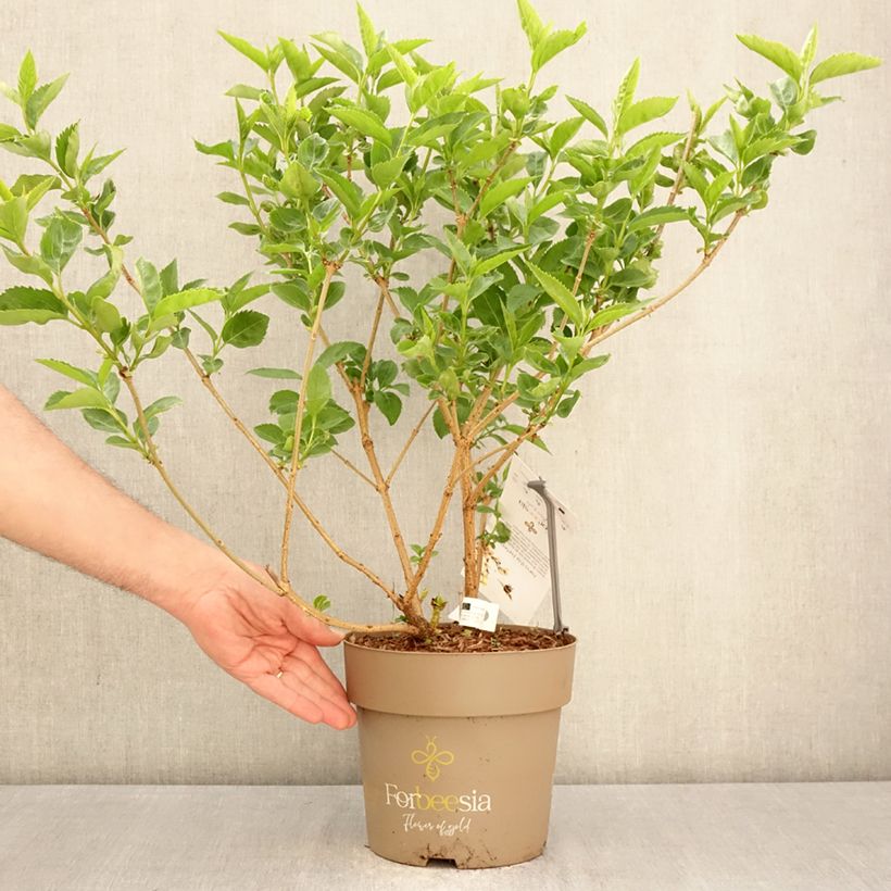 Forsythia intermedia Forbeesia - Forsitia Maceta 4L/5L Ejemplar entregado en la primavera