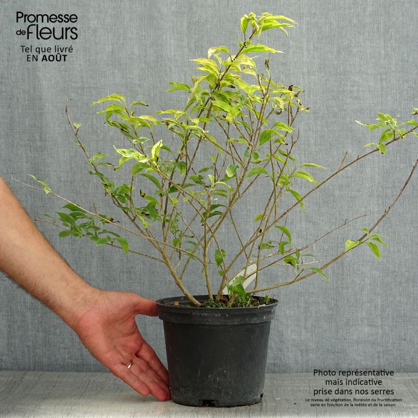 Ejemplar de Forsythia intermedia Golden Times Maceta 3L/4L entregado en verano