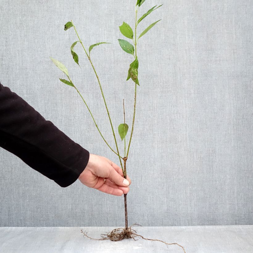 Forsythia intermedia Lyngold Raíces desnudas Ejemplar entregado en invierno