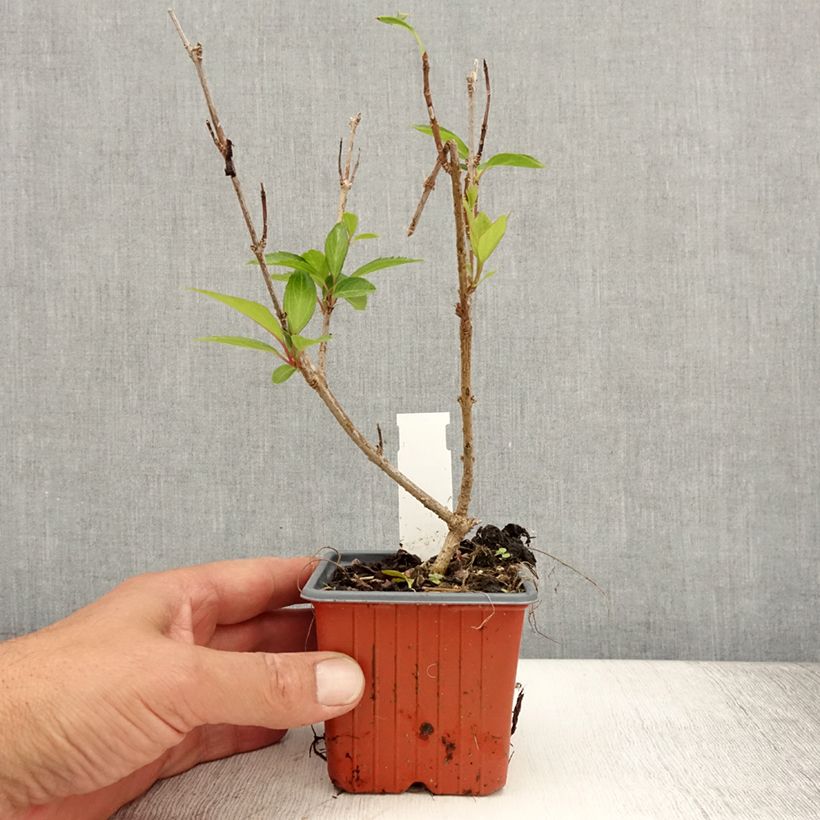 Ejemplar de Forsythia intermedia Spectabilis Maceta de 8/9 cm entregado en verano