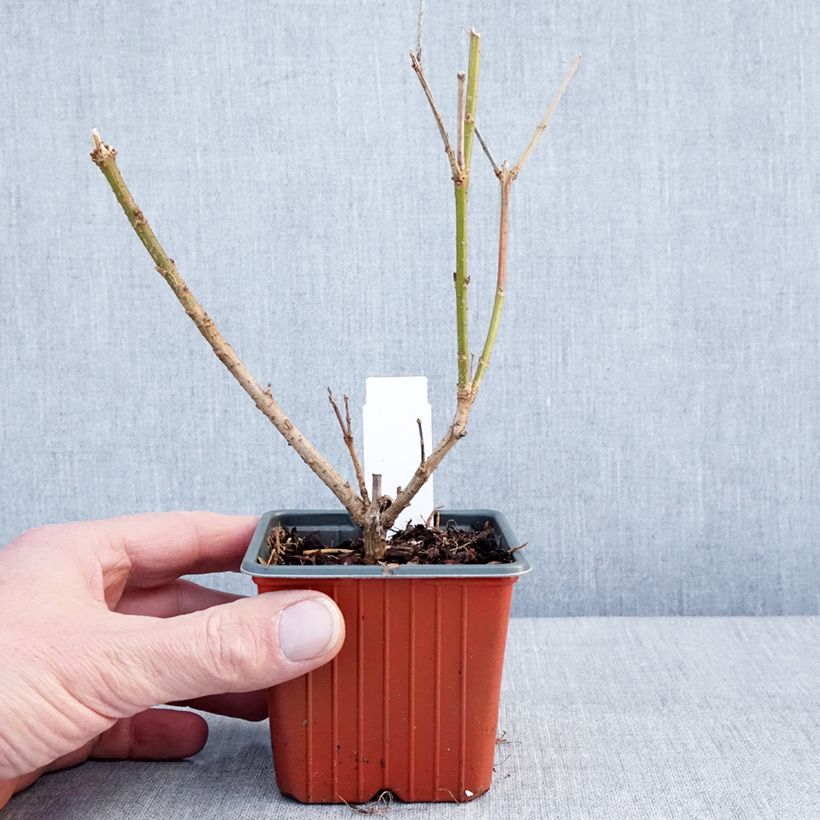 Forsythia intermedia Spectabilis Maceta de 8/9 cm Ejemplar entregado en invierno