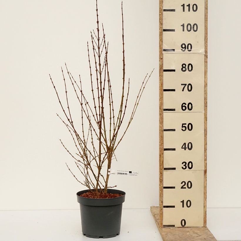 Forsythia intermedia Week-end Maceta 7,5L/10L Ejemplar entregado en invierno