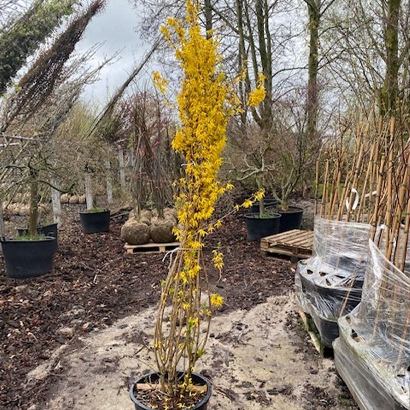Forsythia intermedia Week-end Maceta 50L/55L Ejemplar entregado en la primavera