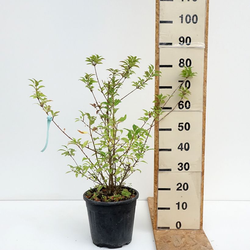 Ejemplar de Forsythia intermedia Week-end Maceta 7,5L/10L entregado en verano