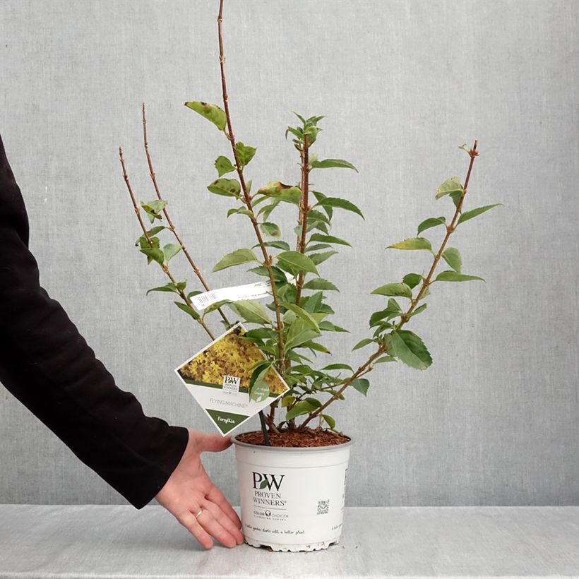 Ejemplar de Forsythia koreana Flying Machine Maceta 3L/4L entregado en otoño