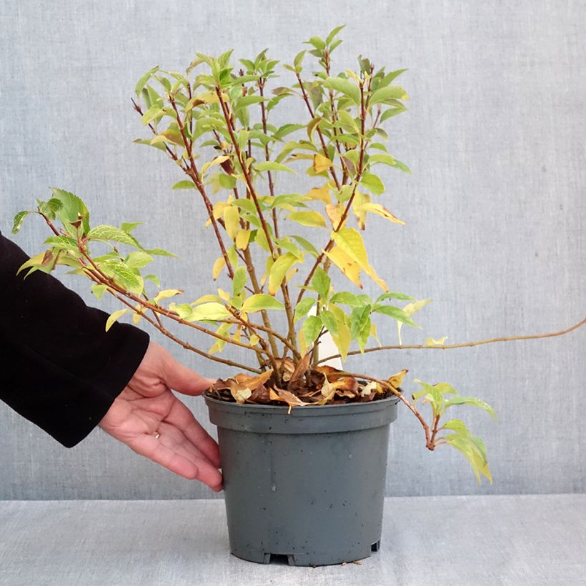 Ejemplar de Forsythia koreana Kumsun Maceta 3L/4L entregado en otoño