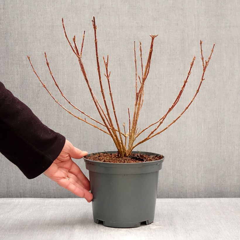 Forsythia koreana Kumsun Maceta 3L/4L Ejemplar entregado en invierno