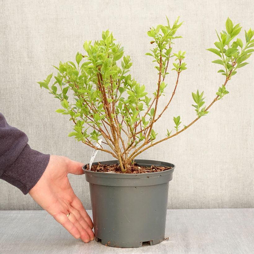Forsythia koreana Kumsun Maceta 3L/4L Ejemplar entregado en la primavera