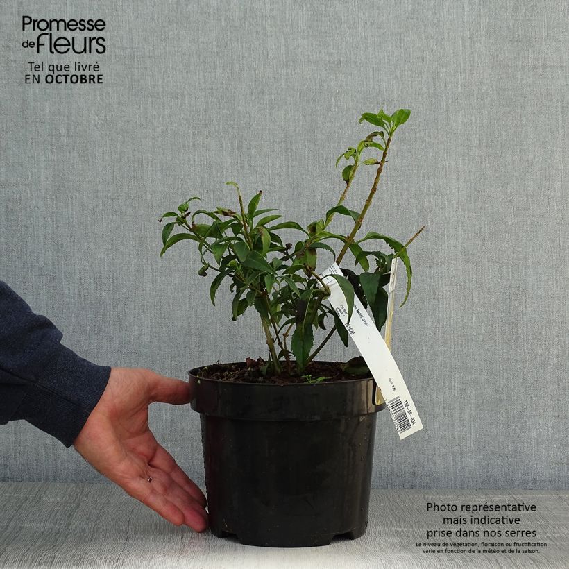 Ejemplar de Forsythia intermedia Marée d'Or Maceta 3L/4L entregado en otoño