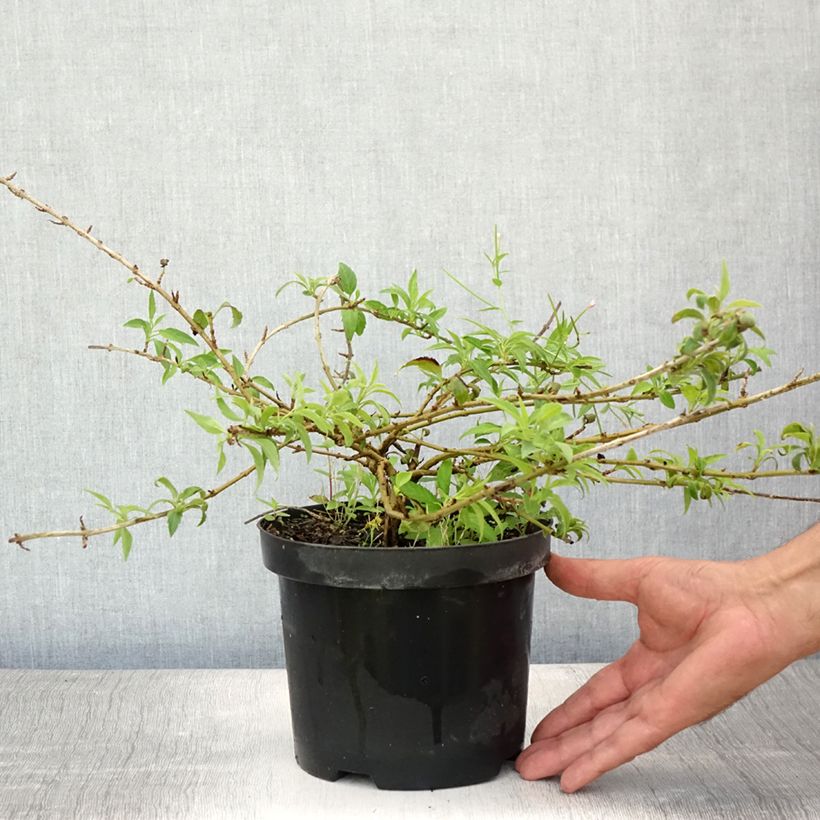 Ejemplar de Forsythia intermedia Mêlée d'Or Maceta 3L/4L entregado en verano
