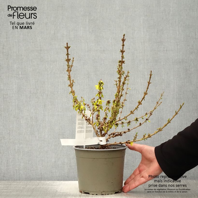 Forsythia intermedia Mikador Maceta 2L/3L Ejemplar entregado en la primavera