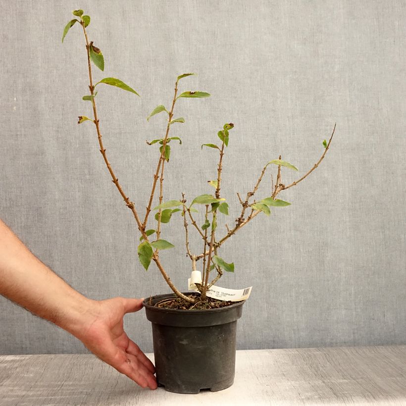 Ejemplar de Forsythia intermedia Gold Rausch Maceta 2L/3L entregado en verano