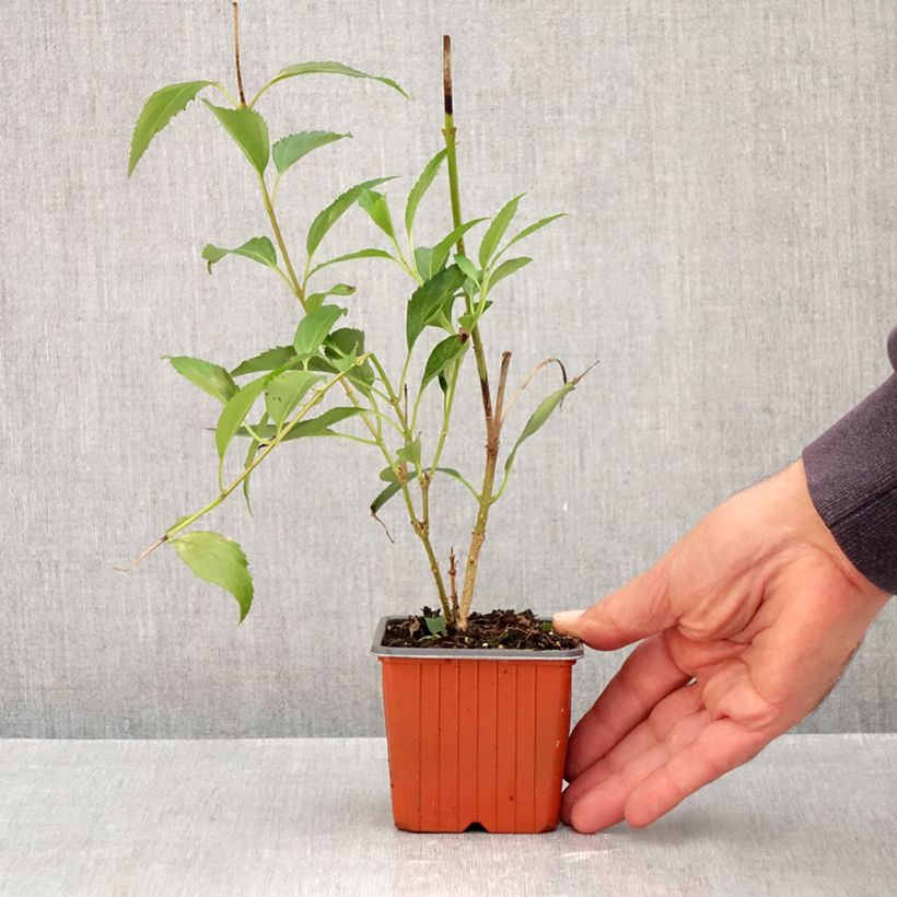 Ejemplar de Forsythia intermedia Goldzauber Maceta de 8/9 cm entregado en otoño