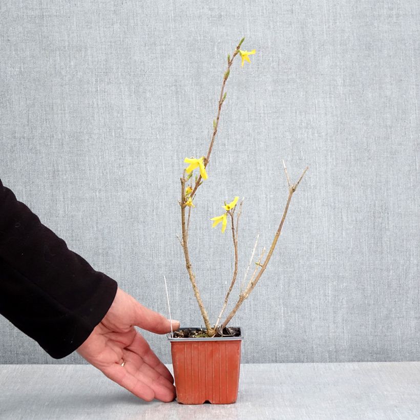 Forsythia intermedia Goldzauber Maceta de 8/9 cm Ejemplar entregado en la primavera