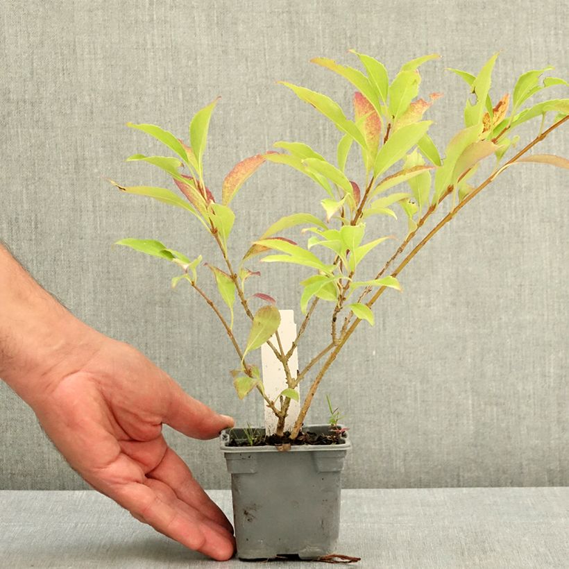Ejemplar de Forsythia intermedia Lynwood Maceta de 8/9 cm entregado en verano