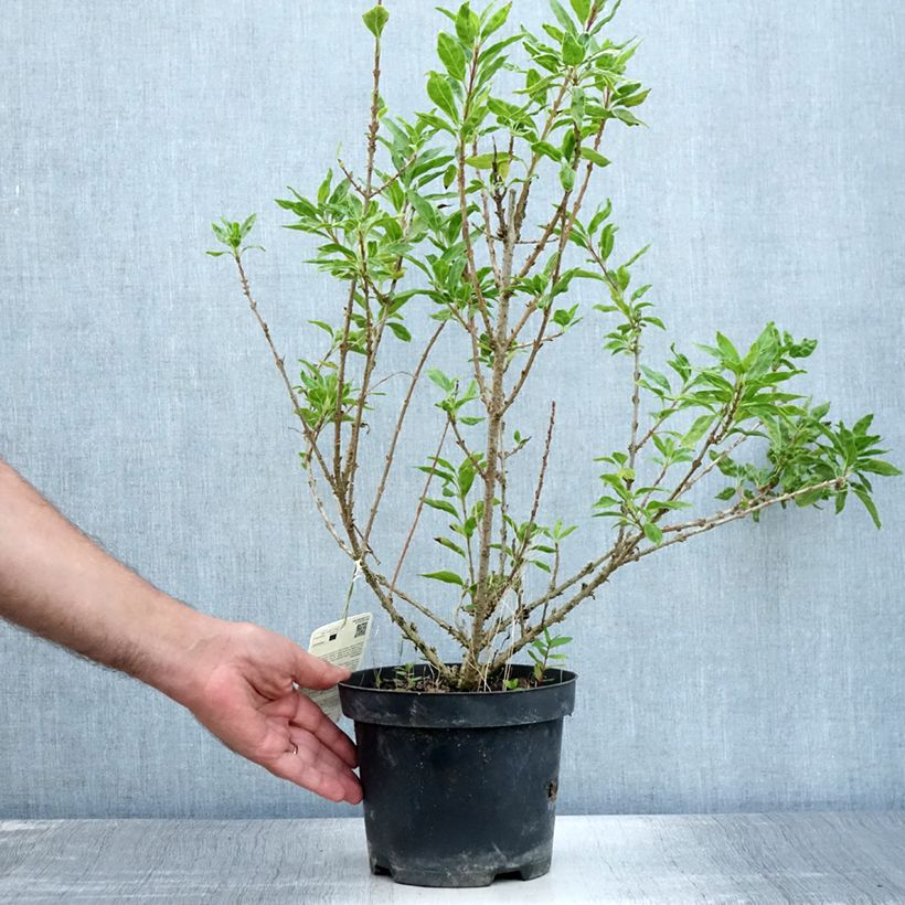 Ejemplar de Forsythia intermedia Minigold Maceta 2L/3L entregado en verano