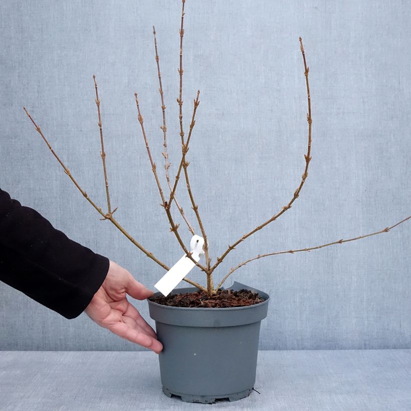 Forsythia intermedia Variegata Maceta 3L/4L Ejemplar entregado en invierno