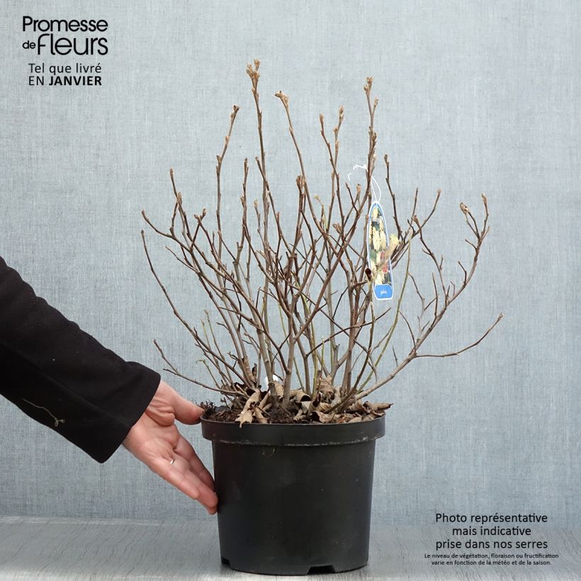 Fothergilla gardenii Maceta 3L/4L Ejemplar entregado en invierno