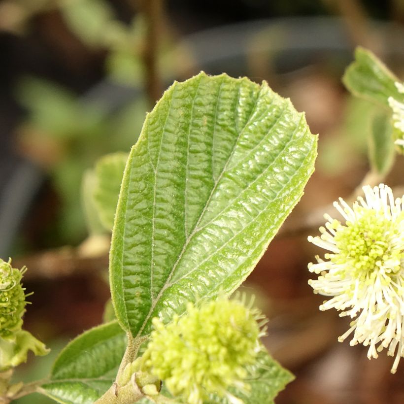 Fothergilla gardenii Suzanne (Follaje)