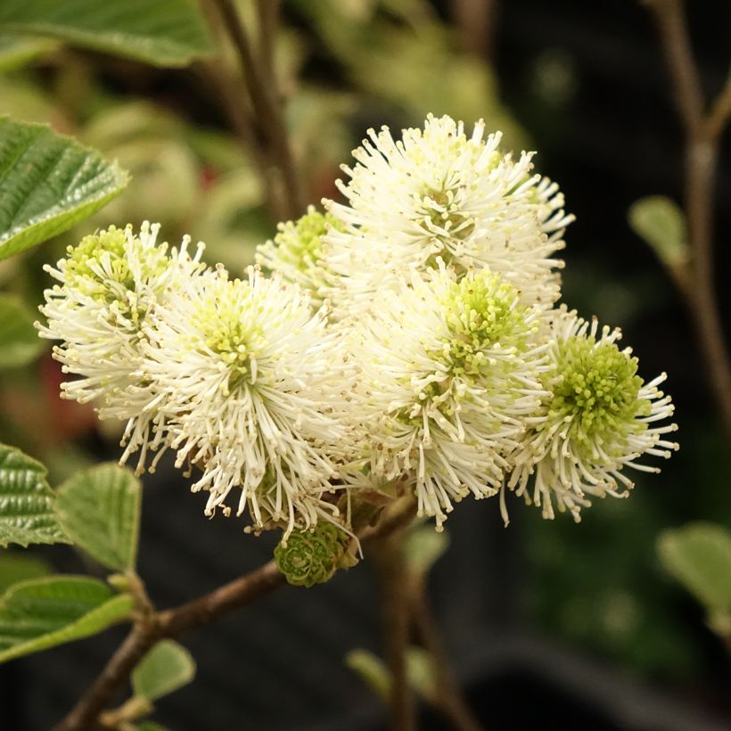 Fothergilla gardenii Suzanne (Floración)