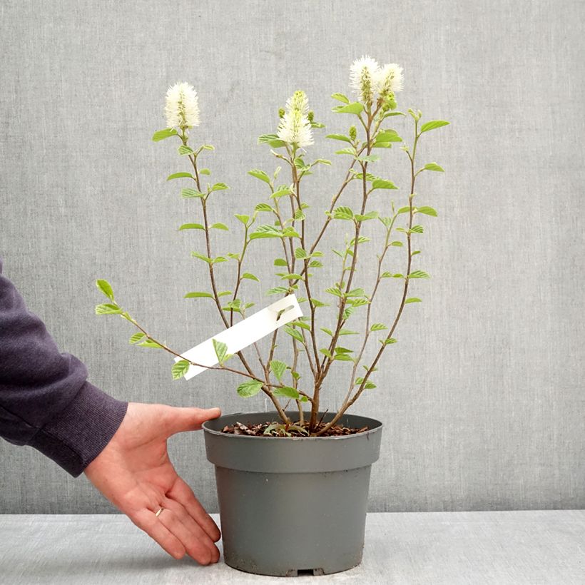 Fothergilla gardenii Suzanne Maceta 4L/5L Ejemplar entregado en la primavera