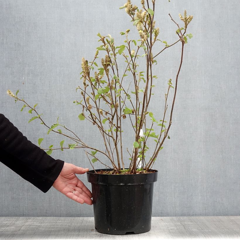 Fothergilla major Maceta 7,5L/10L Ejemplar entregado en la primavera