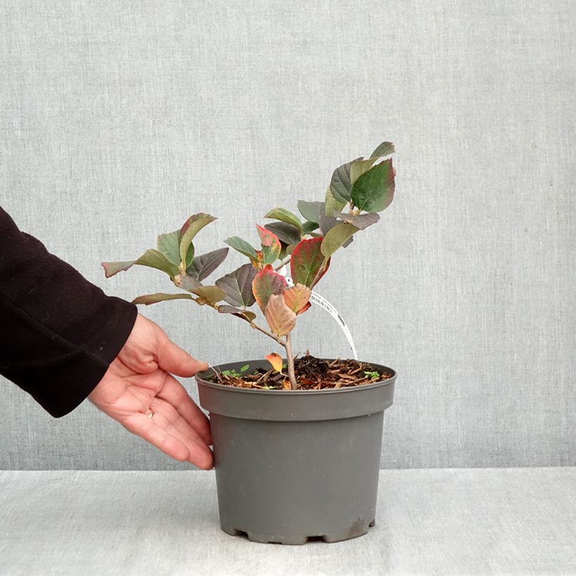 Ejemplar de Fothergilla major Maceta 3L/4L entregado en otoño