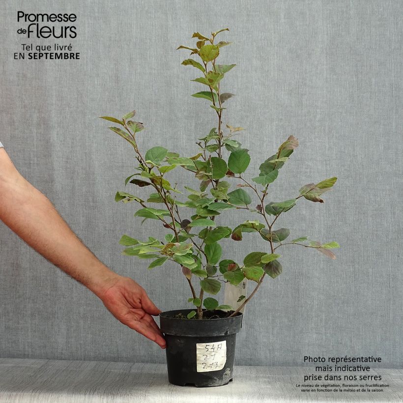 Ejemplar de Fothergilla major Maceta 3L/4L entregado en verano