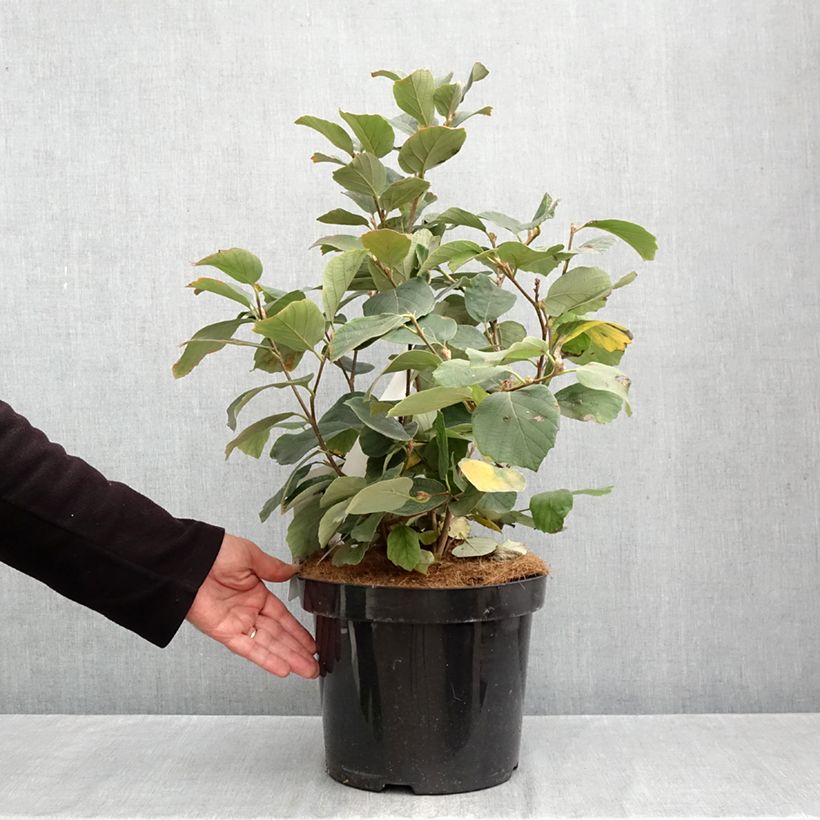 Ejemplar de Fothergilla major Maceta 7,5L/10L entregado en otoño