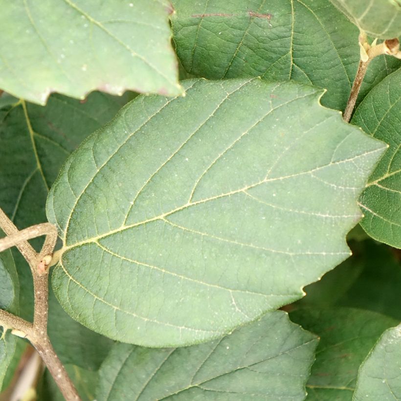 Fothergilla x intermedia Mount Airy (Follaje)