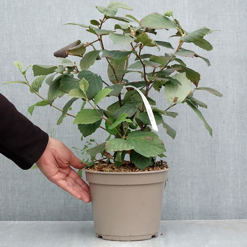 Ejemplar de Fothergilla x intermedia Mount Airy Maceta 4L/5L entregado en otoño