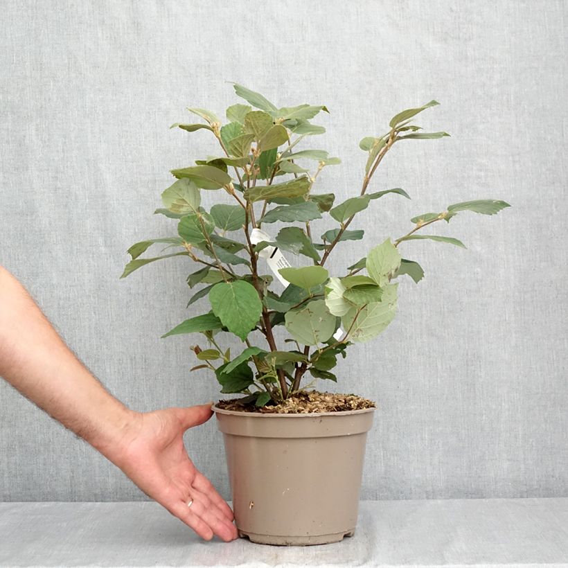 Ejemplar de Fothergilla x intermedia Mount Airy Maceta 4L/5L entregado en verano