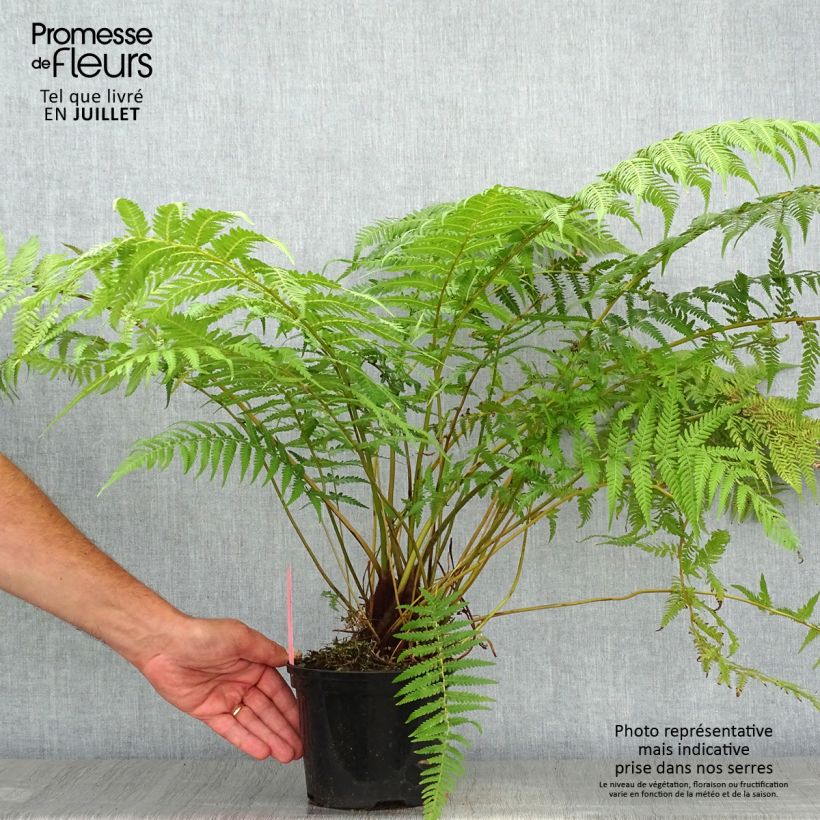 Ejemplar de Dicksonia antarctica - Helecho arborescente Maceta 2L/3L entregado en verano